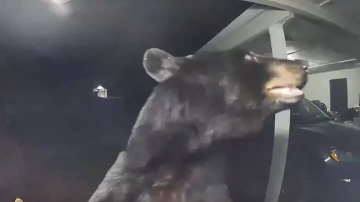 Florida Woman Receives Nighttime Alert from Curious Bear
