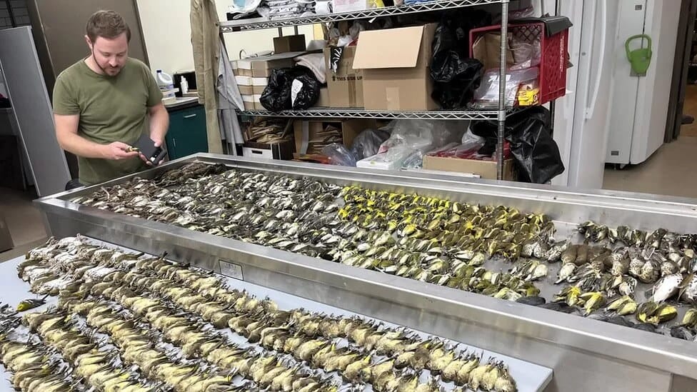 Nearly 1,000 Birds Perish in Chicago Building Collision