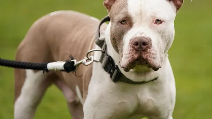 Mysterious Respiratory Illness in Dogs Raises Concerns